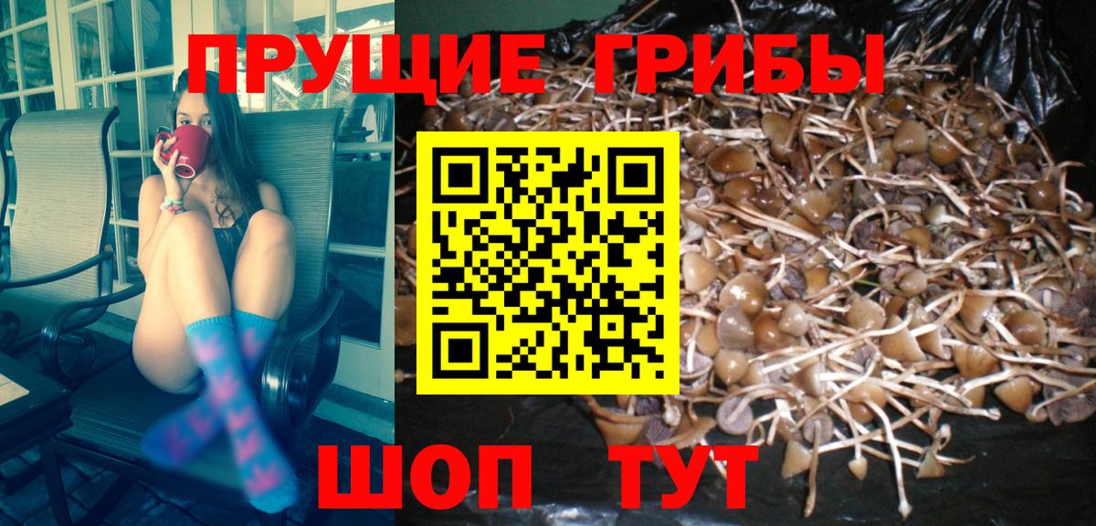 Вятские Поляны  Галлюциногенные грибы Cubensis  Вход с VPN 